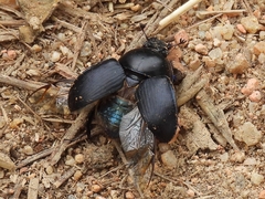 Geotrupidae