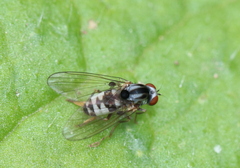 Polyporivora picta