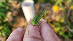 Neoconocephalus retusus