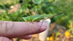 Neoconocephalus retusus