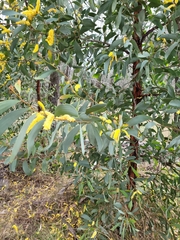 Acacia leiocalyx