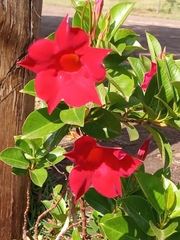 Mandevilla splendens