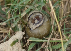 Cipangopaludina chinensis