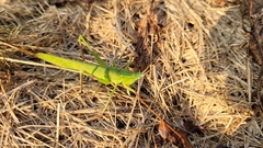 Neoconocephalus retusus