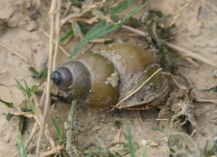 Cipangopaludina chinensis