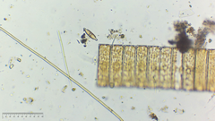 Naviculales