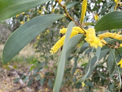 Acacia leiocalyx