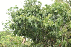 Saraca asoca