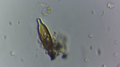 Naviculales