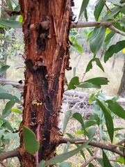 Acacia leiocalyx