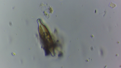 Naviculales