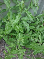 Lycium barbarum