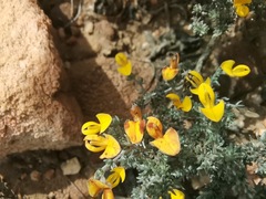 Aspalathus pedunculata