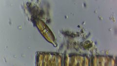 Naviculales