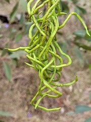 Acacia leiocalyx