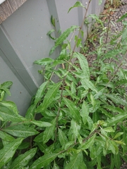 Lycium barbarum