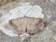 Selidosema brunnearia