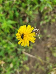 Hieracium lachenalii