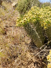 Euphorbia caput-medusae