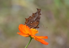 Polygonia c-aureum