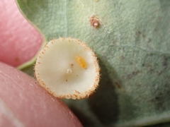 Parallelodiplosis galliperda