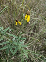 Ratibida columnifera