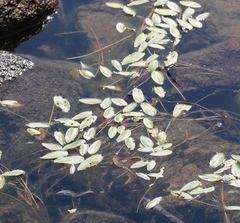 Potamogeton natans