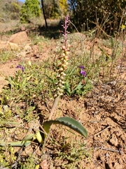 Lachenalia mutabilis