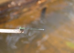 Coenagrion
