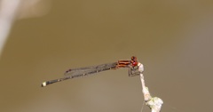 Acanthagrion