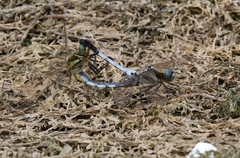 Orthetrum albistylum