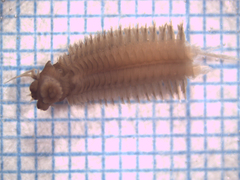 Alitta virens