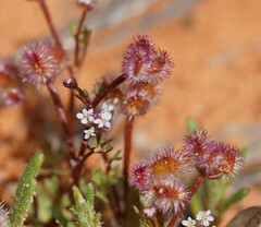 Trachymene cyanopetala
