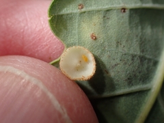 Parallelodiplosis galliperda