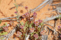 Trachymene cyanopetala