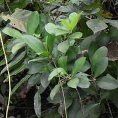 Ardisia