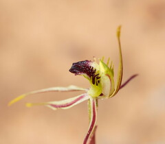 Caladenia verrucosa