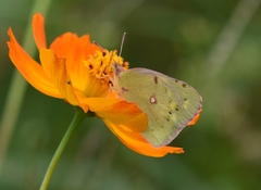 Colias poliographus