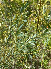 Salix vinogradovii