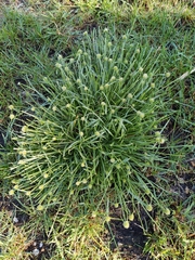Cyperus brevifolius