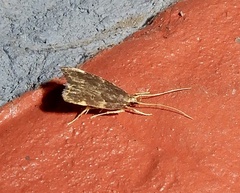Lecithocera