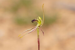 Caladenia verrucosa