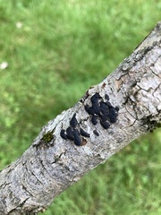 Jackrogersella multiformis