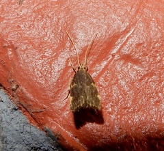 Lecithocera