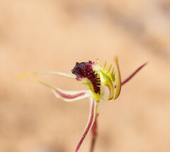 Caladenia verrucosa