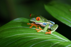 Agalychnis callidryas