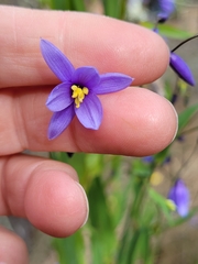 Stypandra glauca
