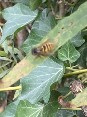 Vespula