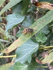 Vespula