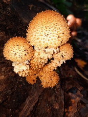Pholiota